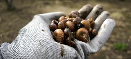 Héliciculture artisanale