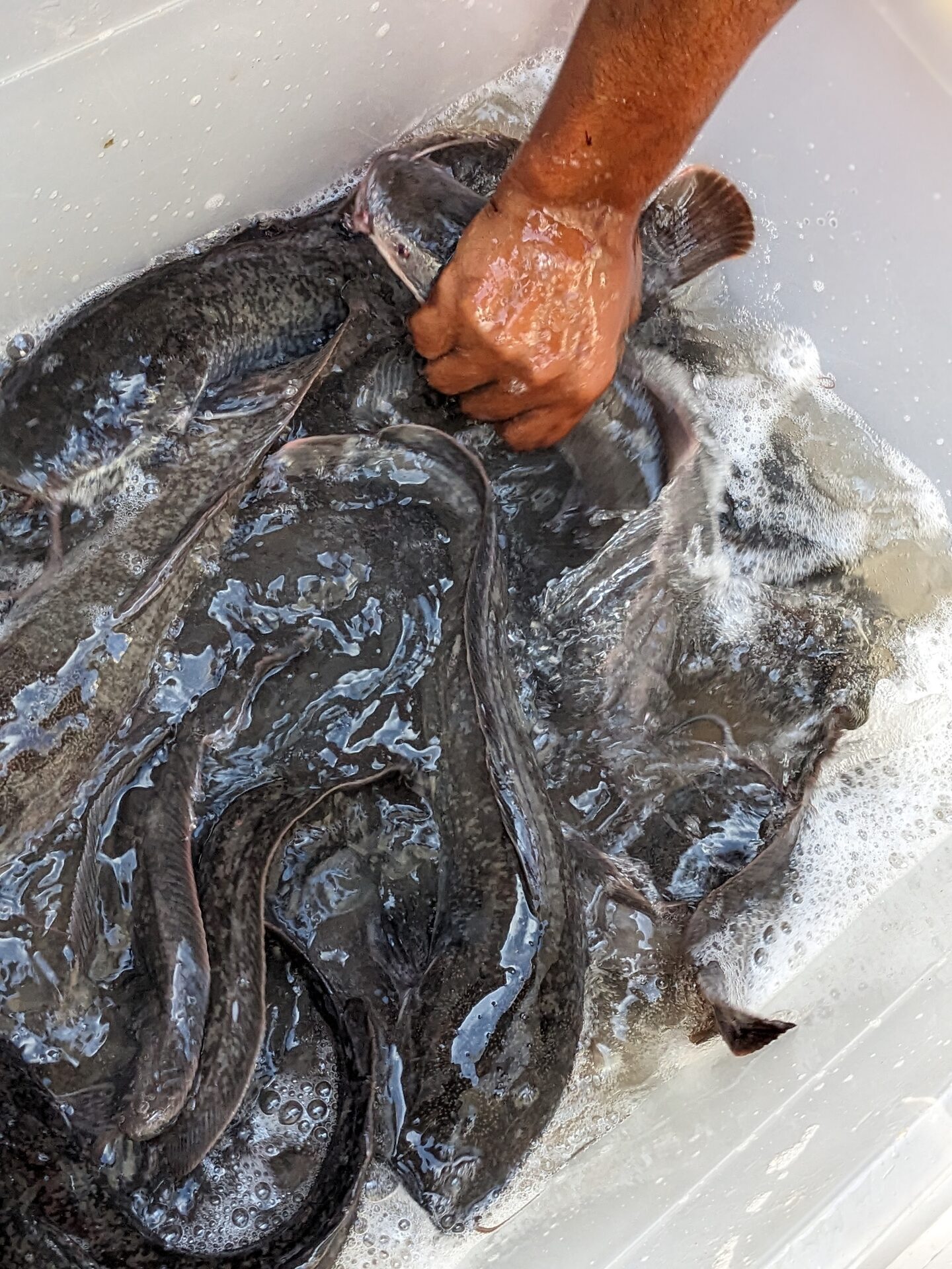 Pisciculture d'Élite
