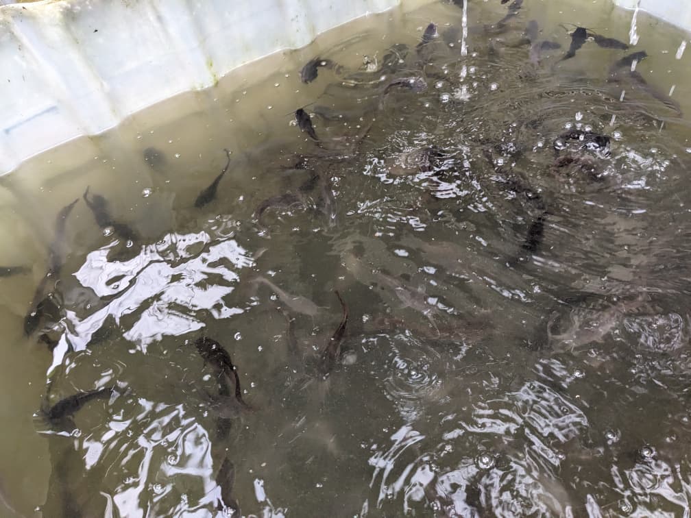 Bassin piscicole de COOP-CA INSELAGRIL